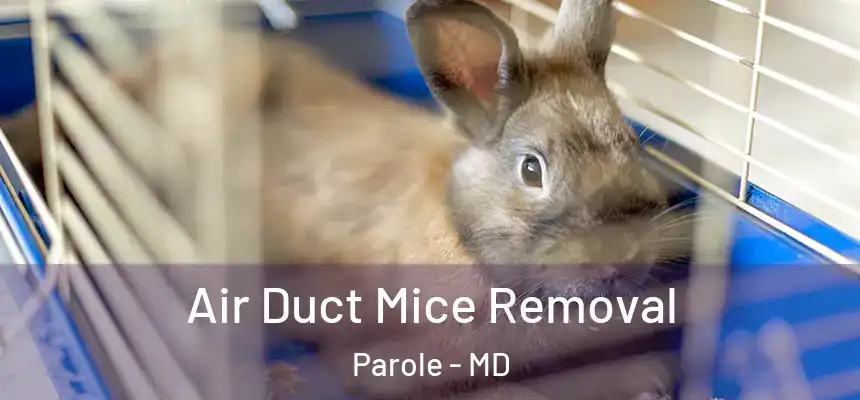 Air Duct Mice Removal Parole - MD
